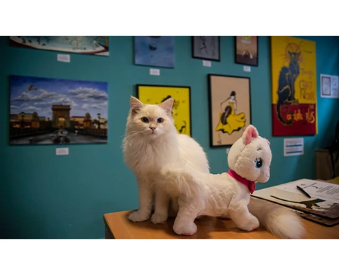 Családi belépőjegy a Cat Museumba szuvenírrel