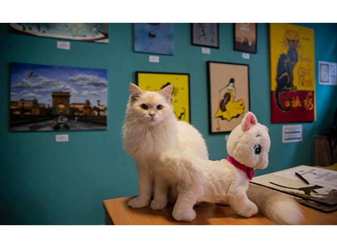 Családi belépőjegy a Cat Museumba szuvenírrel